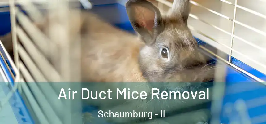 Air Duct Mice Removal Schaumburg - IL