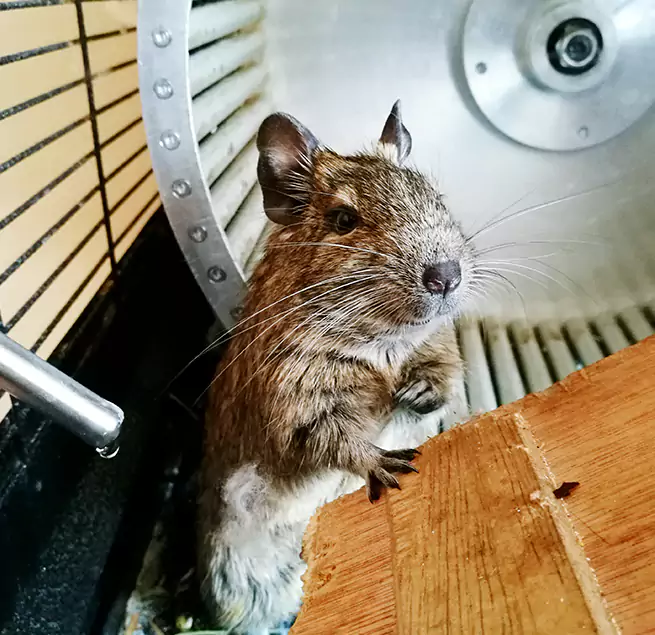 Why Homeowners & Businesses Trust Us Schaumburg, IL